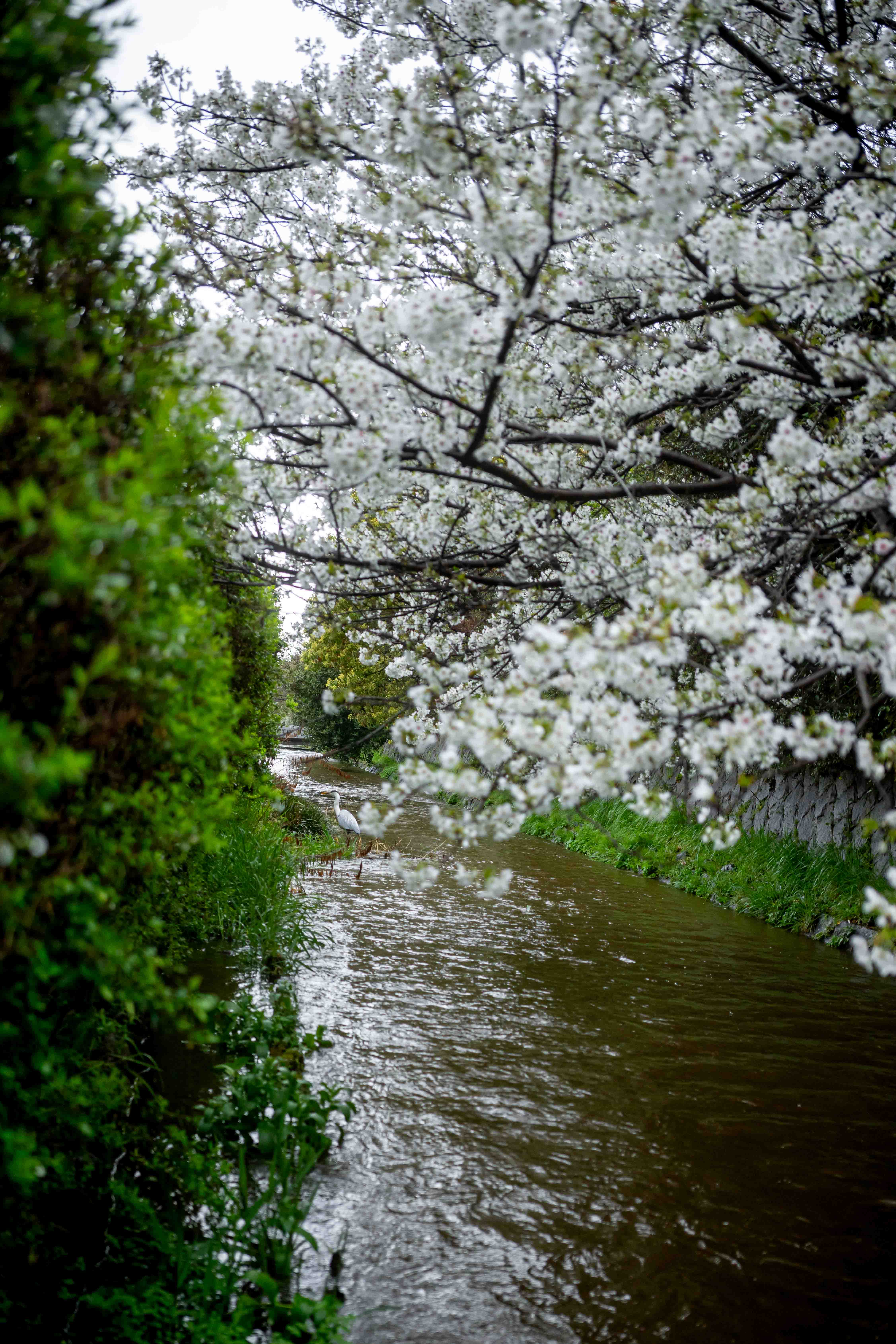 Photos from Tokyo and Kyoto, Japan, Spring 2026.