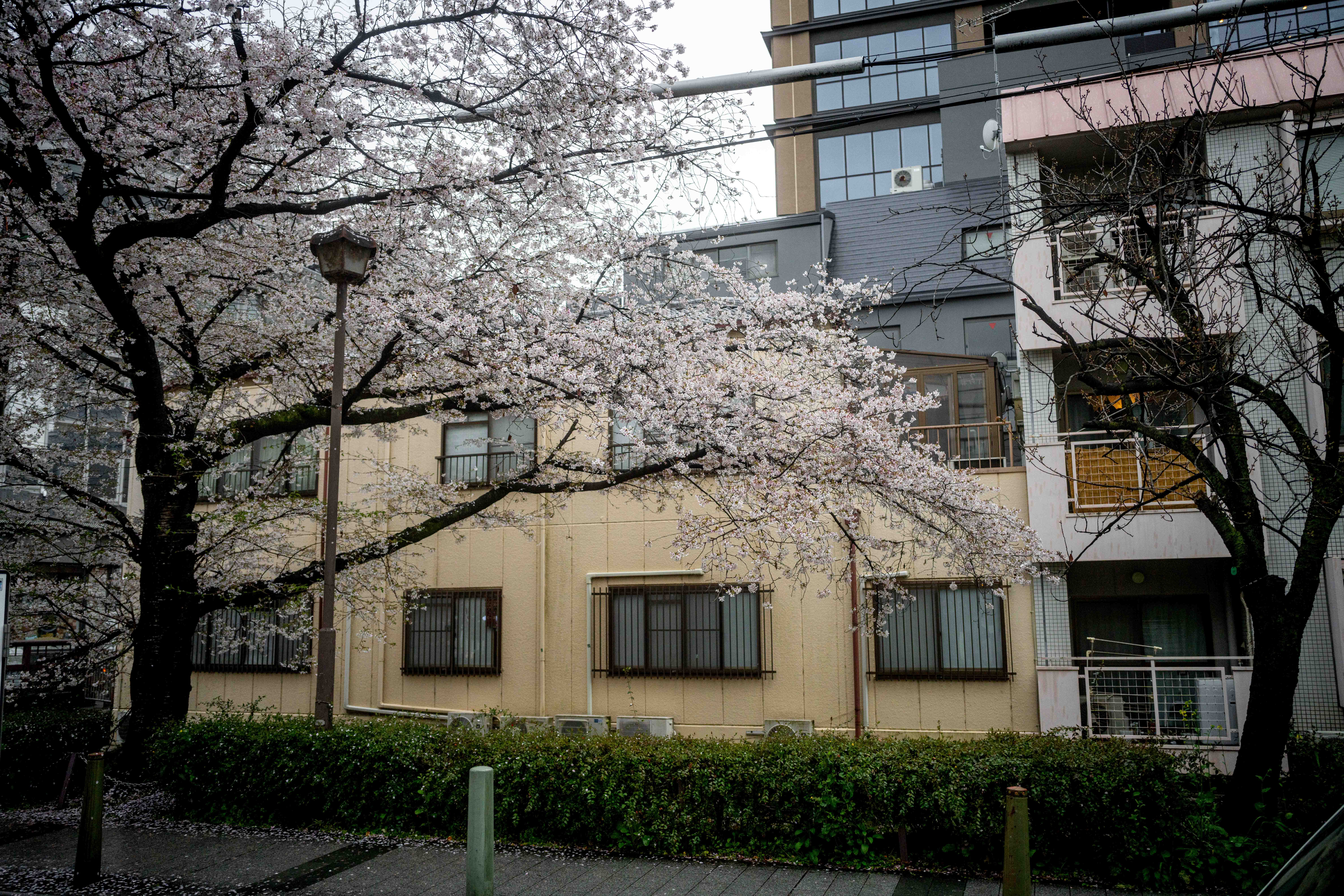 Photos from Tokyo and Kyoto, Japan, Spring 2026.