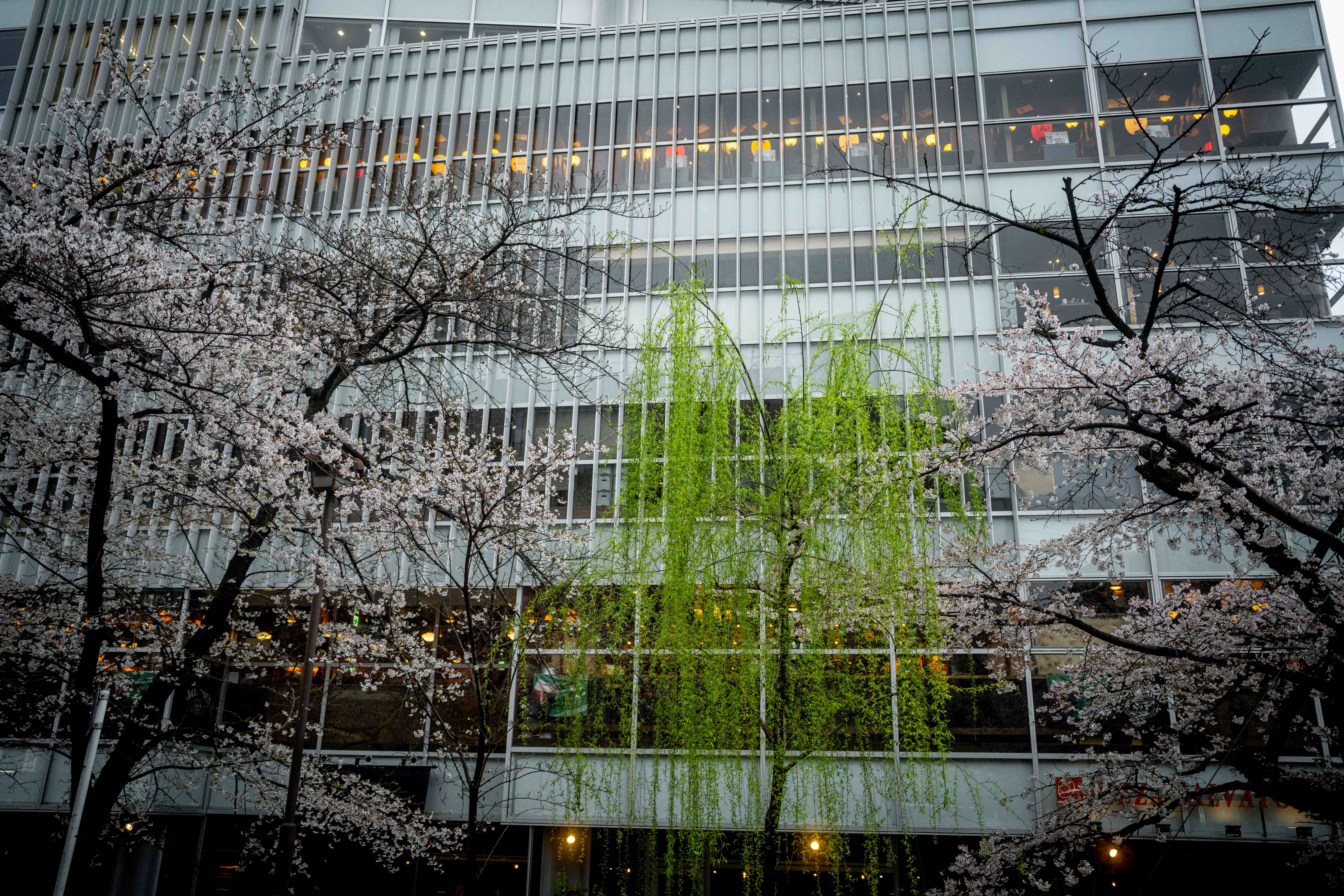 Photos from Tokyo and Kyoto, Japan, Spring 2026.