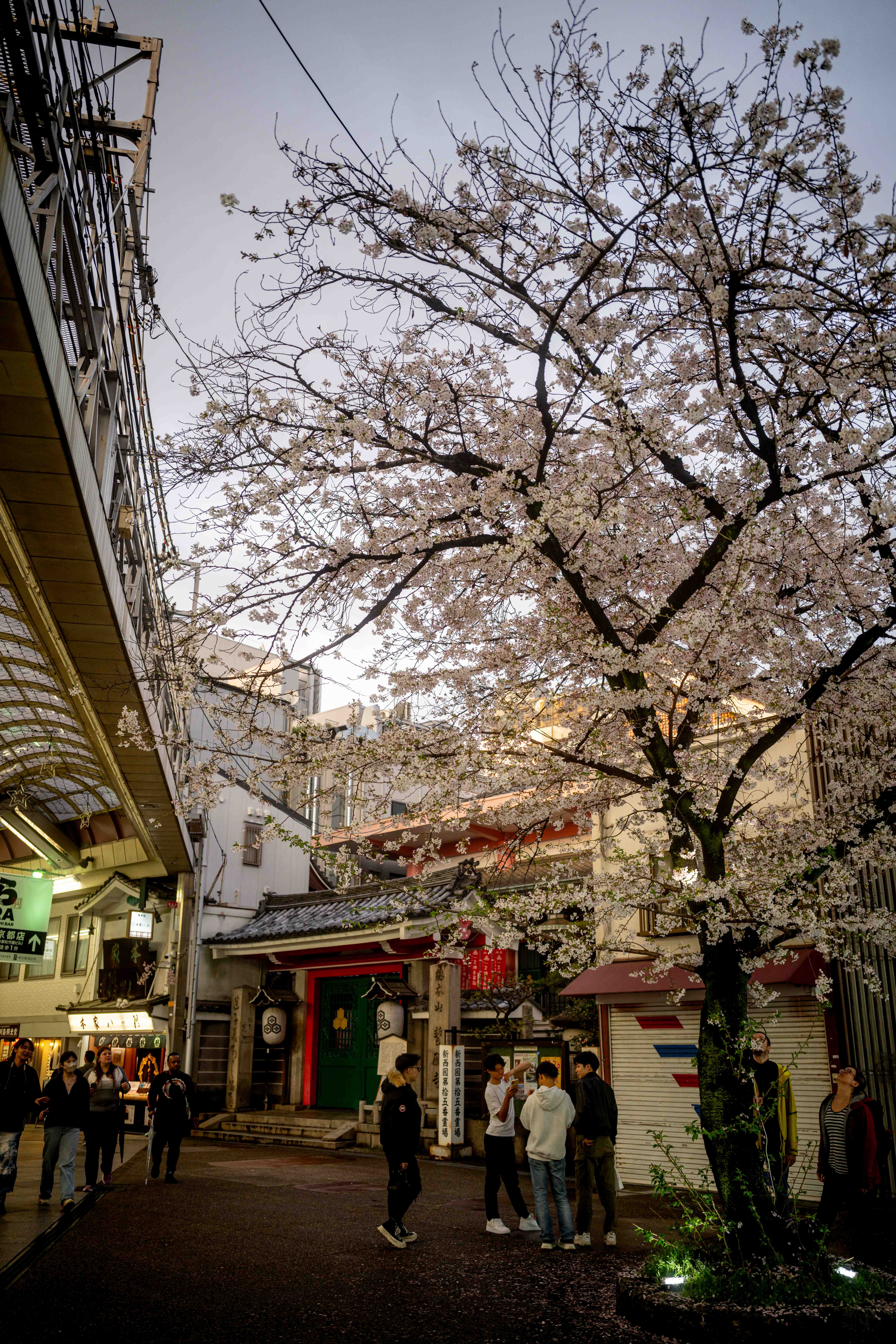 Photos from Tokyo and Kyoto, Japan, Spring 2026.