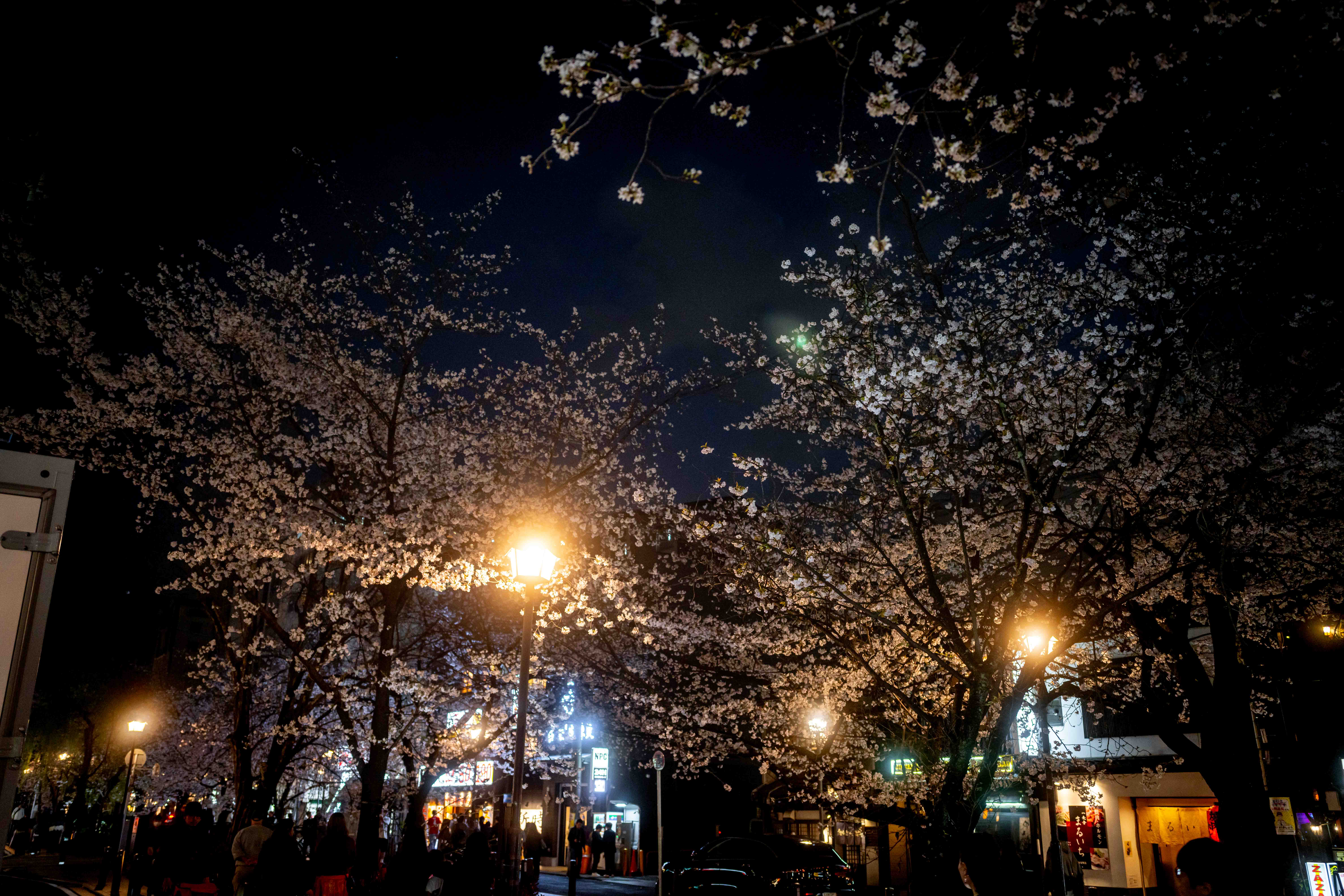 Photos from Tokyo and Kyoto, Japan, Spring 2026.