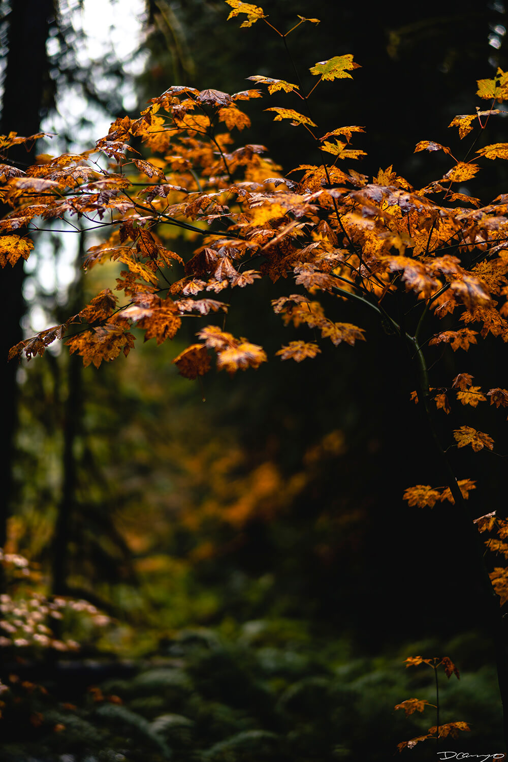 Photography from Mt Hood, Mirror Lake, Lost Lake, Smith Rock State Park, Painted Hills, Blue Pool, and Cannon Beach, Oregon in Fall of 2020.